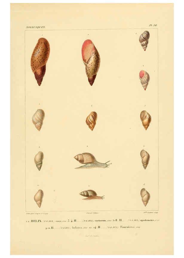 Reproducción/Reproduction 6302690099: Voyage dans l'Amérique Méridionale. v.9. Paris :Pitois-Levrault,1835-47
