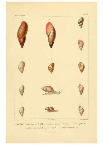 Reproducción/Reproduction 6302690099: Voyage dans l'Amérique Méridionale. v.9. Paris :Pitois-Levrault,1835-47