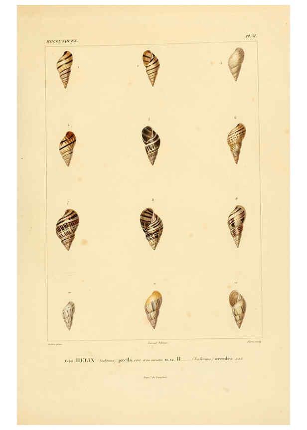 Reproducción/Reproduction 6302690305: Voyage dans l'Amérique Méridionale. v.9. Paris :Pitois-Levrault,1835-47