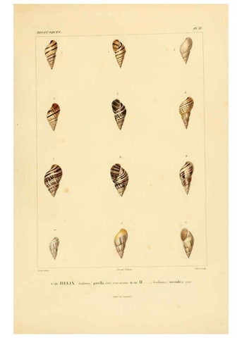 Reproducción/Reproduction 6302690305: Voyage dans l'Amérique Méridionale. v.9. Paris :Pitois-Levrault,1835-47