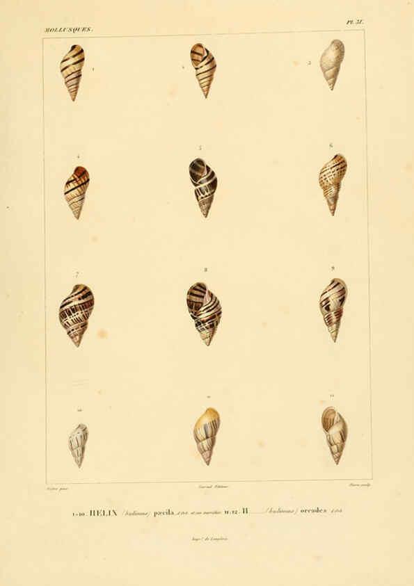 Reproducción/Reproduction 6302690305: Voyage dans l'Amérique Méridionale. v.9. Paris :Pitois-Levrault,1835-47