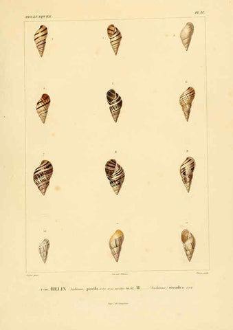 Reproducción/Reproduction 6302690305: Voyage dans l'Amérique Méridionale. v.9. Paris :Pitois-Levrault,1835-47