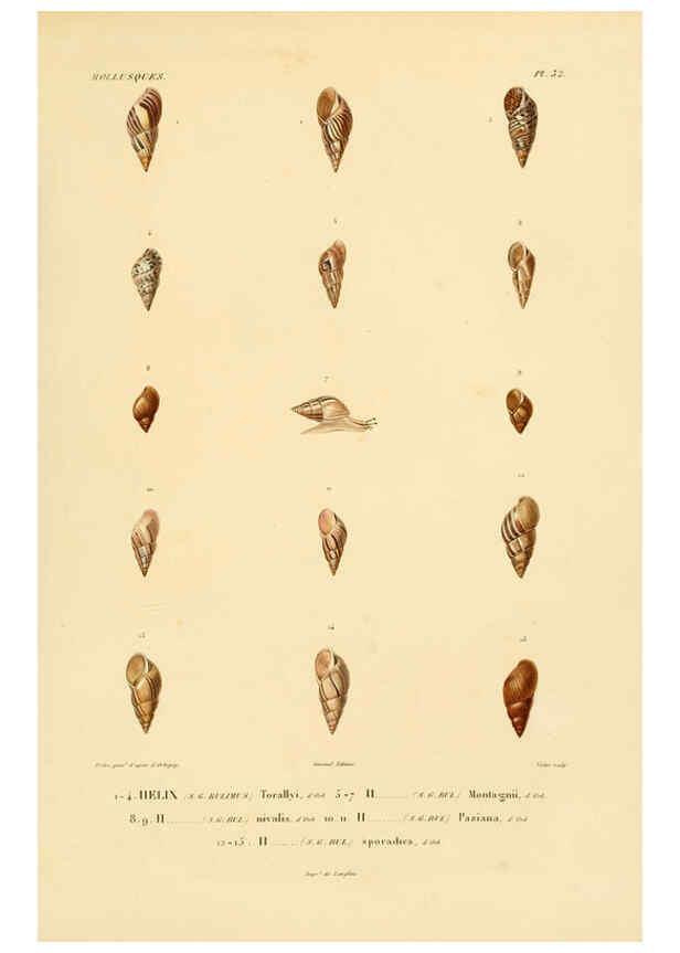 Reproducción/Reproduction 6302690533: Voyage dans l'Amérique Méridionale. v.9. Paris :Pitois-Levrault,1835-47