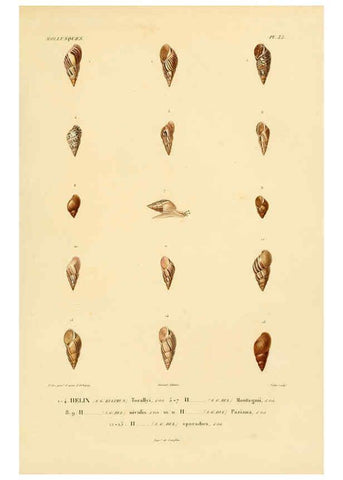 Reproducción/Reproduction 6302690533: Voyage dans l'Amérique Méridionale. v.9. Paris :Pitois-Levrault,1835-47