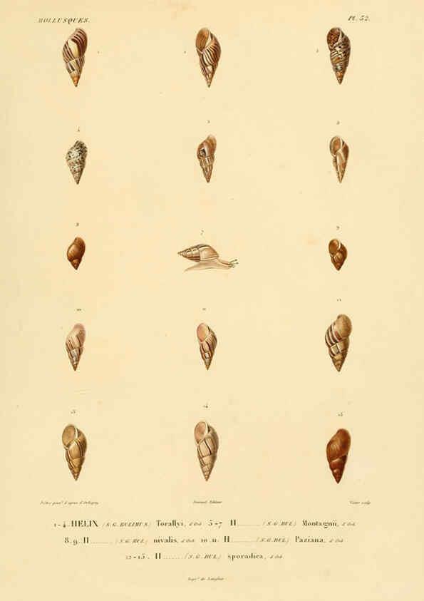 Reproducción/Reproduction 6302690533: Voyage dans l'Amérique Méridionale. v.9. Paris :Pitois-Levrault,1835-47