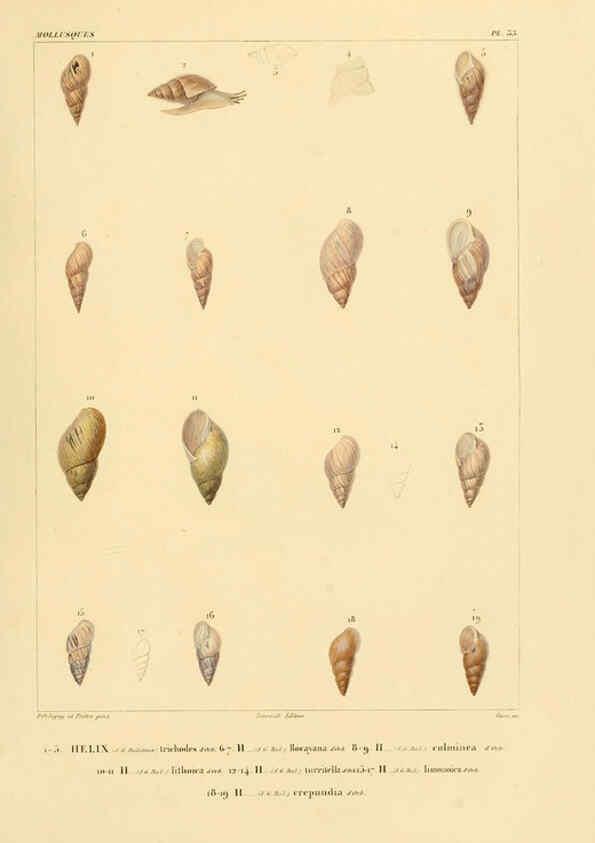 Reproducción/Reproduction 6303216178: Voyage dans l'Amérique Méridionale. v.9. Paris :Pitois-Levrault,1835-47