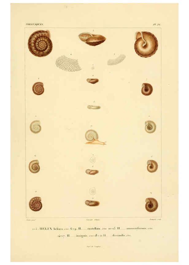 Reproducción/Reproduction 6302687681: Voyage dans l'Amérique Méridionale. v.9. Paris :Pitois-Levrault,1835-47