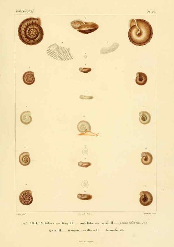 Reproducción/Reproduction 6302687681: Voyage dans l'Amérique Méridionale. v.9. Paris :Pitois-Levrault,1835-47