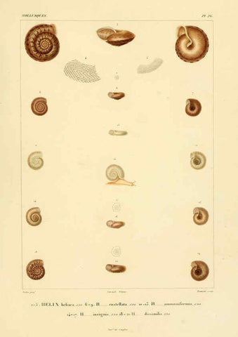Reproducción/Reproduction 6302687681: Voyage dans l'Amérique Méridionale. v.9. Paris :Pitois-Levrault,1835-47