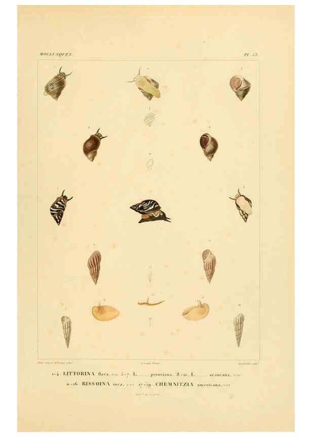 Reproducción/Reproduction 6302696451: Voyage dans l'Amérique Méridionale. v.9. Paris :Pitois-Levrault,1835-47