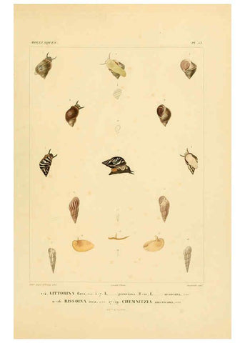 Reproducción/Reproduction 6302696451: Voyage dans l'Amérique Méridionale. v.9. Paris :Pitois-Levrault,1835-47