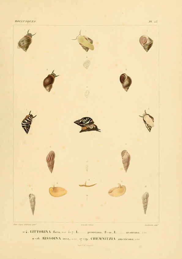 Reproducción/Reproduction 6302696451: Voyage dans l'Amérique Méridionale. v.9. Paris :Pitois-Levrault,1835-47