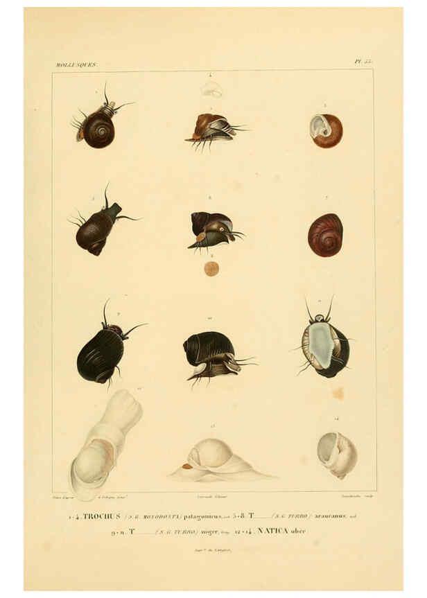 Reproducción/Reproduction 6302696905: Voyage dans l'Amérique Méridionale. v.9. Paris :Pitois-Levrault,1835-47