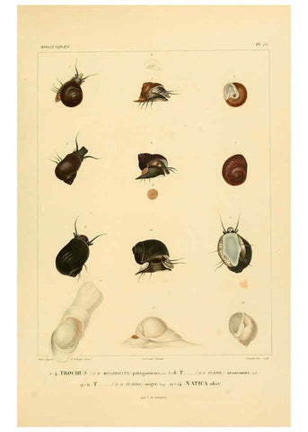Reproducción/Reproduction 6302696905: Voyage dans l'Amérique Méridionale. v.9. Paris :Pitois-Levrault,1835-47