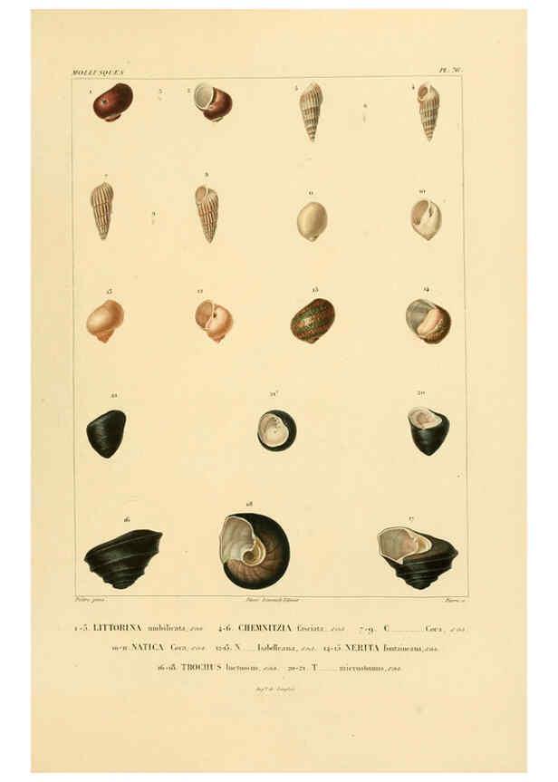 Reproducción/Reproduction 6302703537: Voyage dans l'Amérique Méridionale. v.9. Paris :Pitois-Levrault,1835-47