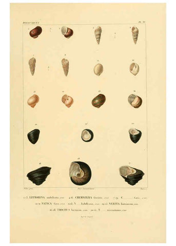 Reproducción/Reproduction 6302703537: Voyage dans l'Amérique Méridionale. v.9. Paris :Pitois-Levrault,1835-47