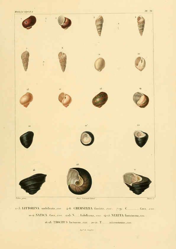Reproducción/Reproduction 6302703537: Voyage dans l'Amérique Méridionale. v.9. Paris :Pitois-Levrault,1835-47