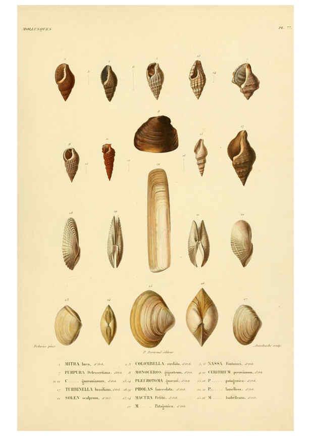 Reproducción/Reproduction 6302703729: Voyage dans l'Amérique Méridionale. v.9. Paris :Pitois-Levrault,1835-47