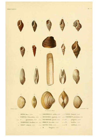 Reproducción/Reproduction 6302703729: Voyage dans l'Amérique Méridionale. v.9. Paris :Pitois-Levrault,1835-47