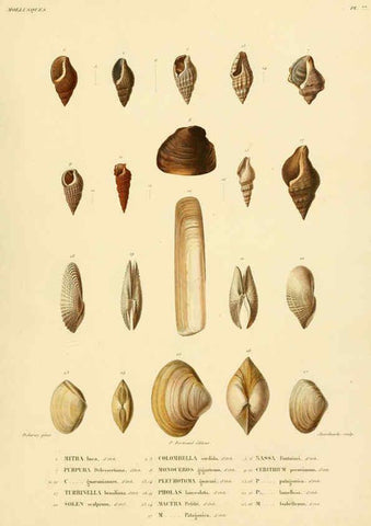 Reproducción/Reproduction 6302703729: Voyage dans l'Amérique Méridionale. v.9. Paris :Pitois-Levrault,1835-47