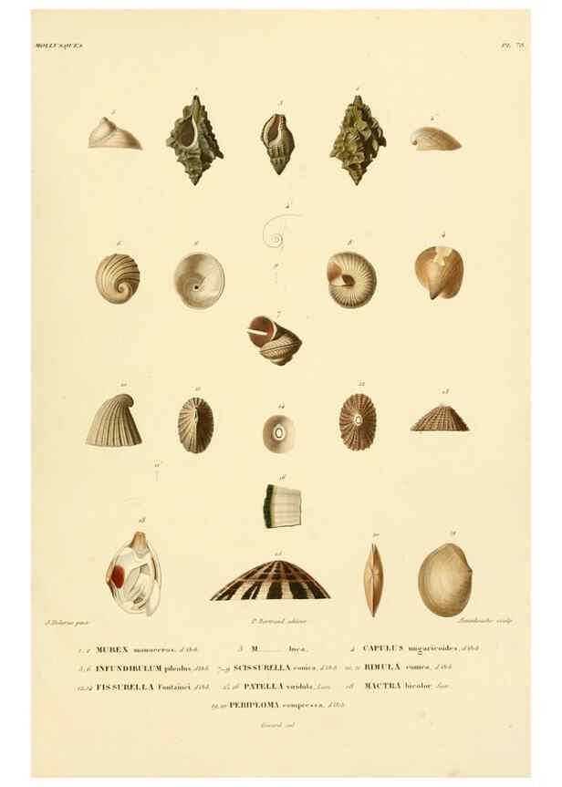 Reproducción/Reproduction 6302704039: Voyage dans l'Amérique Méridionale. v.9. Paris :Pitois-Levrault,1835-47