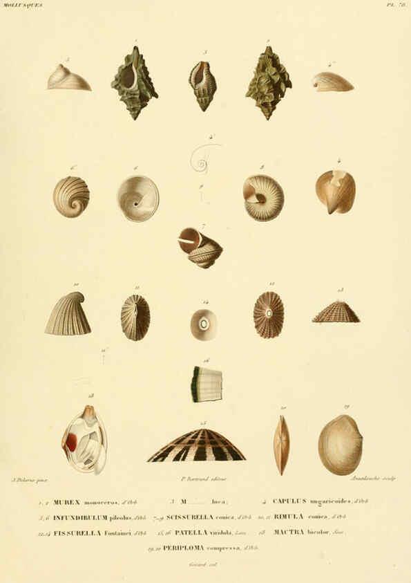 Reproducción/Reproduction 6302704039: Voyage dans l'Amérique Méridionale. v.9. Paris :Pitois-Levrault,1835-47