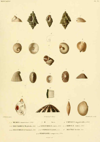 Reproducción/Reproduction 6302704039: Voyage dans l'Amérique Méridionale. v.9. Paris :Pitois-Levrault,1835-47