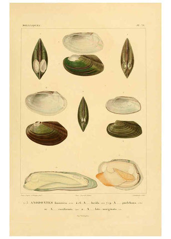 Reproducción/Reproduction 6302704229: Voyage dans l'Amérique Méridionale. v.9. Paris :Pitois-Levrault,1835-47