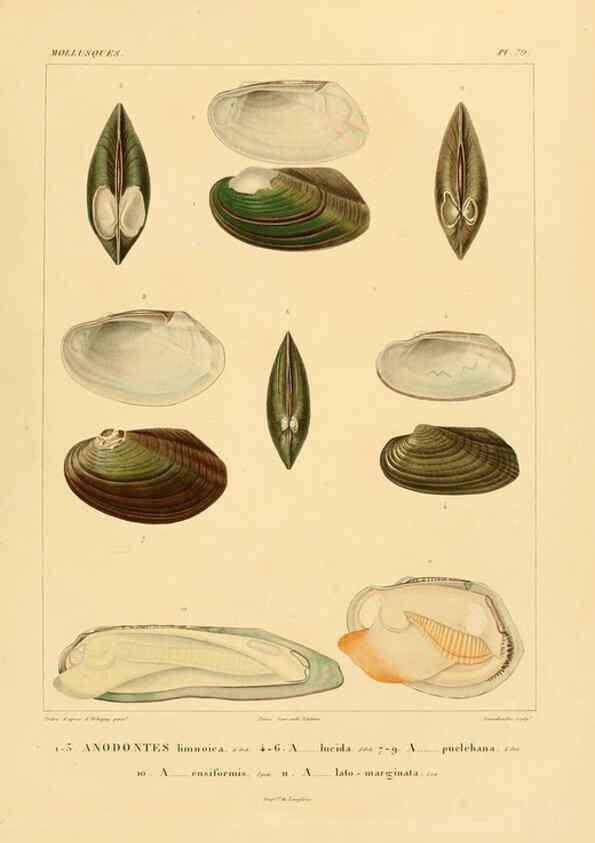 Reproducción/Reproduction 6302704229: Voyage dans l'Amérique Méridionale. v.9. Paris :Pitois-Levrault,1835-47