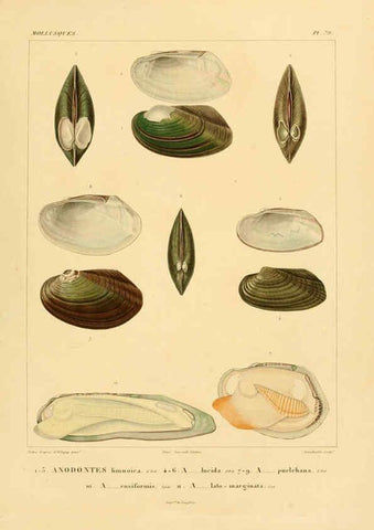 Reproducción/Reproduction 6302704229: Voyage dans l'Amérique Méridionale. v.9. Paris :Pitois-Levrault,1835-47