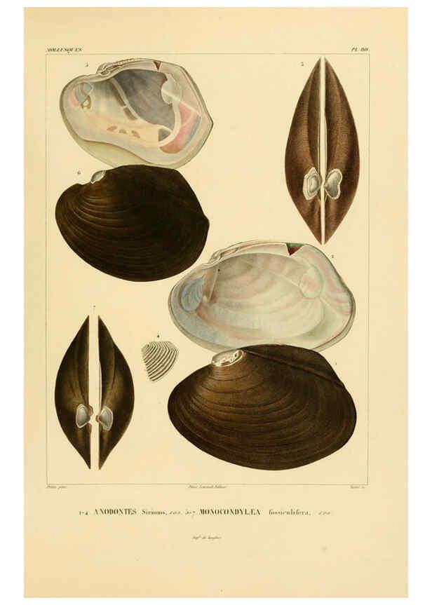 Reproducción/Reproduction 6302704439: Voyage dans l'Amérique Méridionale. v.9. Paris :Pitois-Levrault,1835-47
