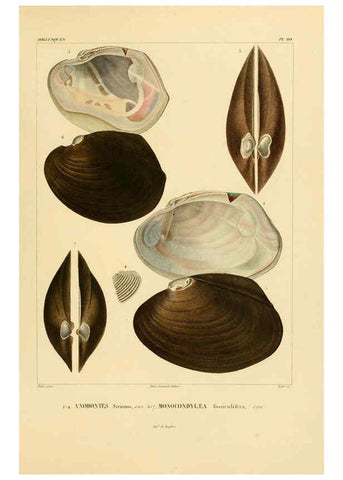 Reproducción/Reproduction 6302704439: Voyage dans l'Amérique Méridionale. v.9. Paris :Pitois-Levrault,1835-47