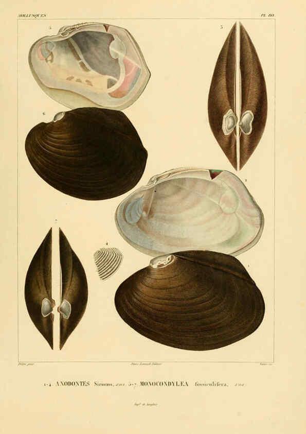 Reproducción/Reproduction 6302704439: Voyage dans l'Amérique Méridionale. v.9. Paris :Pitois-Levrault,1835-47