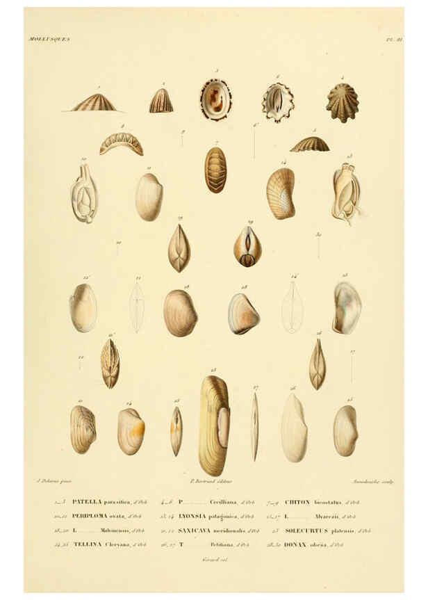 Reproducción/Reproduction 6303230006: Voyage dans l'Amérique Méridionale. v.9. Paris :Pitois-Levrault,1835-47