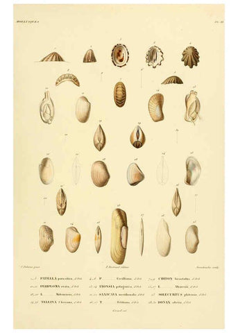 Reproducción/Reproduction 6303230006: Voyage dans l'Amérique Méridionale. v.9. Paris :Pitois-Levrault,1835-47
