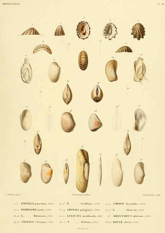 Reproducción/Reproduction 6303230006: Voyage dans l'Amérique Méridionale. v.9. Paris :Pitois-Levrault,1835-47
