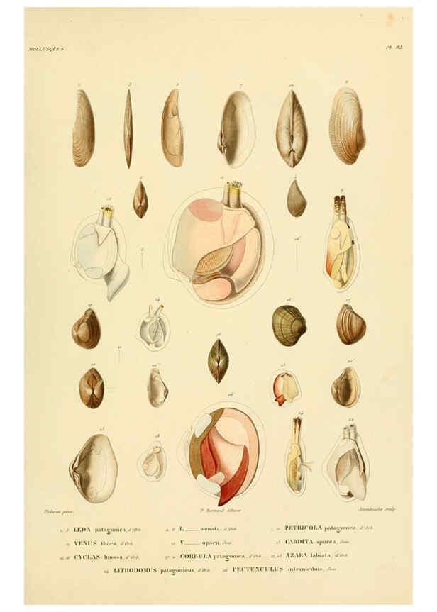 Reproducción/Reproduction 6302704985: Voyage dans l'Amérique Méridionale. v.9. Paris :Pitois-Levrault,1835-47