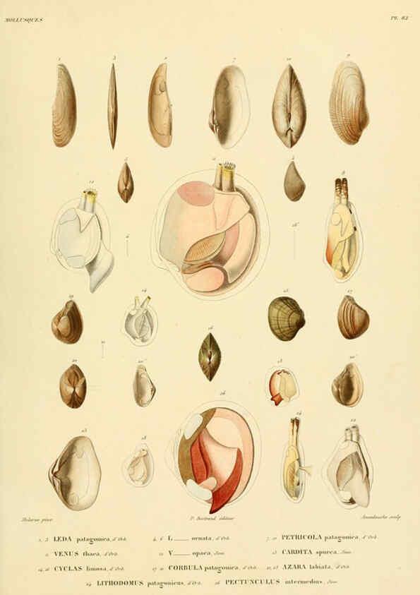Reproducción/Reproduction 6302704985: Voyage dans l'Amérique Méridionale. v.9. Paris :Pitois-Levrault,1835-47