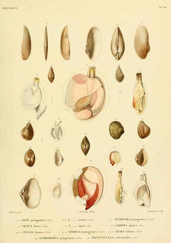 Reproducción/Reproduction 6302704985: Voyage dans l'Amérique Méridionale. v.9. Paris :Pitois-Levrault,1835-47
