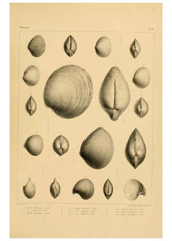 Reproducción/Reproduction 6303230564: Voyage dans l'Amérique Méridionale. v.9. Paris :Pitois-Levrault,1835-47