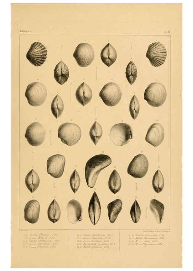 Reproducción/Reproduction 6302705449: Voyage dans l'Amérique Méridionale. v.9. Paris :Pitois-Levrault,1835-47