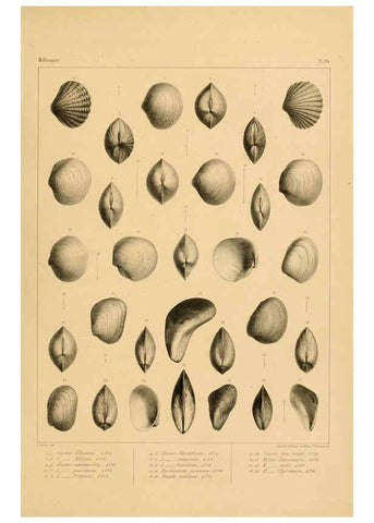 Reproducción/Reproduction 6302705449: Voyage dans l'Amérique Méridionale. v.9. Paris :Pitois-Levrault,1835-47