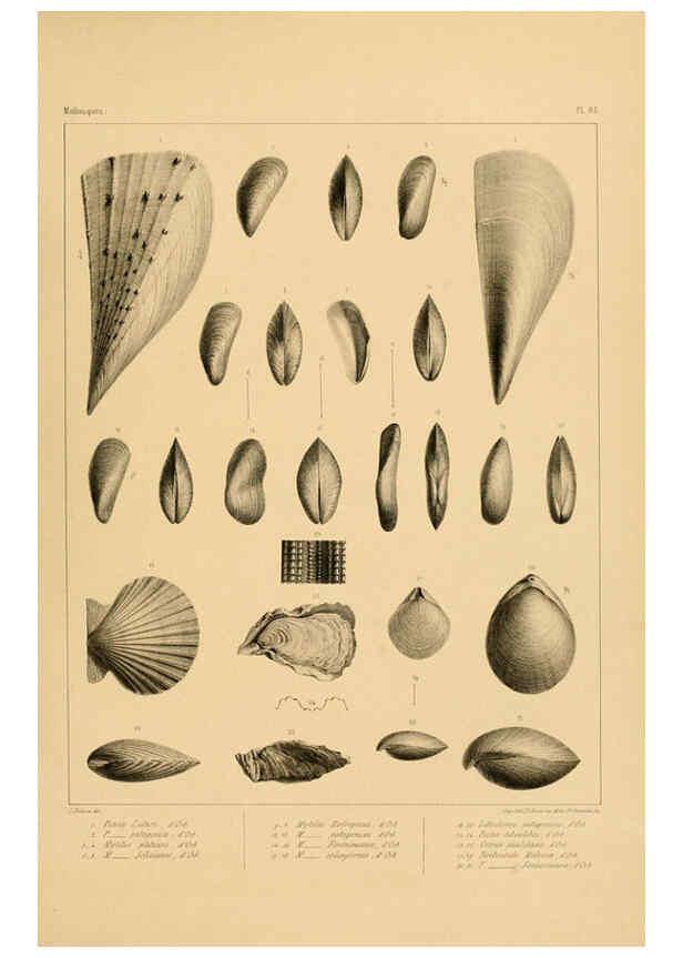 Reproducción/Reproduction 6302705765: Voyage dans l'Amérique Méridionale. v.9. Paris :Pitois-Levrault,1835-47