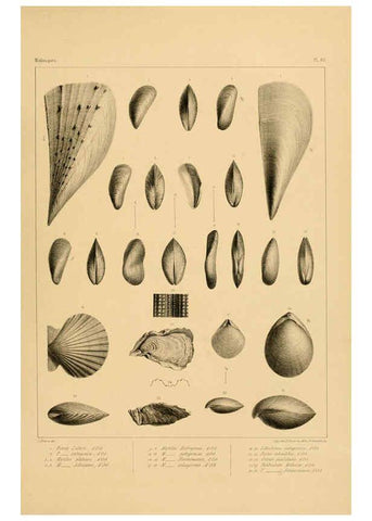 Reproducción/Reproduction 6302705765: Voyage dans l'Amérique Méridionale. v.9. Paris :Pitois-Levrault,1835-47