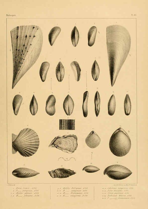 Reproducción/Reproduction 6302705765: Voyage dans l'Amérique Méridionale. v.9. Paris :Pitois-Levrault,1835-47
