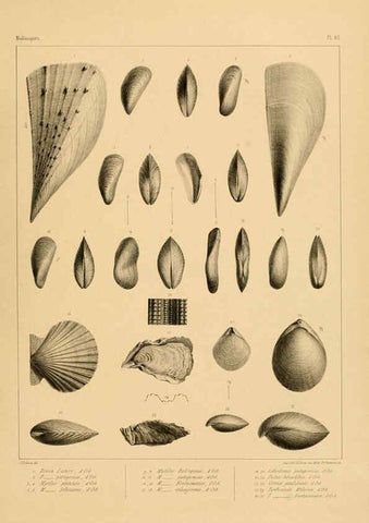 Reproducción/Reproduction 6302705765: Voyage dans l'Amérique Méridionale. v.9. Paris :Pitois-Levrault,1835-47