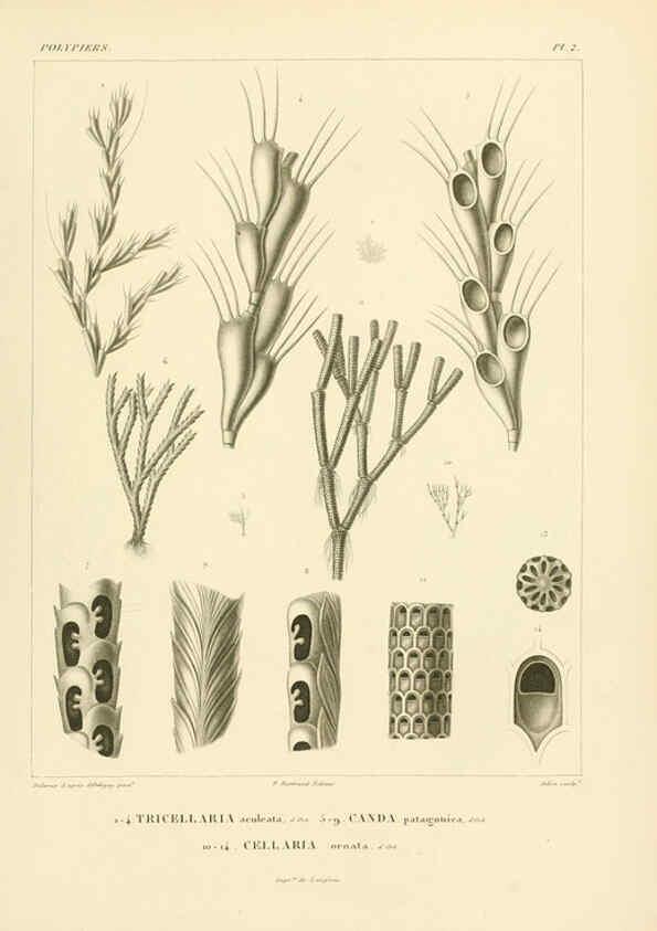 Reproducción/Reproduction 6303231666: Voyage dans l'Amérique Méridionale. v.9. Paris :Pitois-Levrault,1835-47