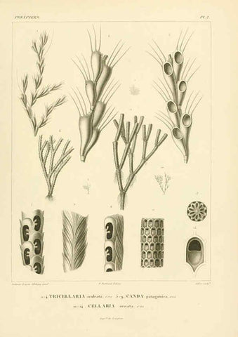 Reproducción/Reproduction 6303231666: Voyage dans l'Amérique Méridionale. v.9. Paris :Pitois-Levrault,1835-47