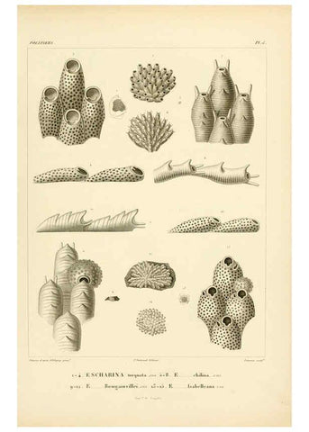 Reproducción/Reproduction 6302706789: Voyage dans l'Amérique Méridionale. v.9. Paris :Pitois-Levrault,1835-47