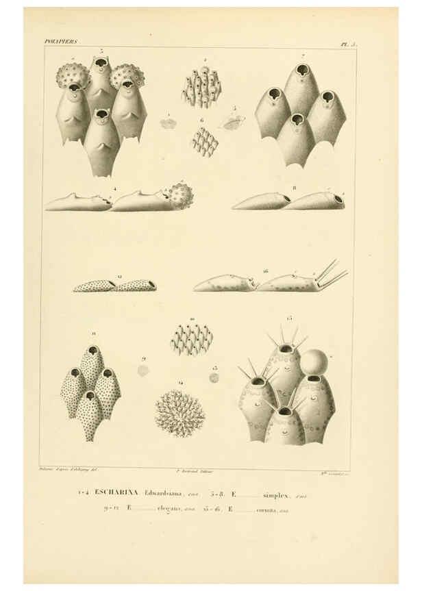 Reproducción/Reproduction 6302707003: Voyage dans l'Amérique Méridionale. v.9. Paris :Pitois-Levrault,1835-47